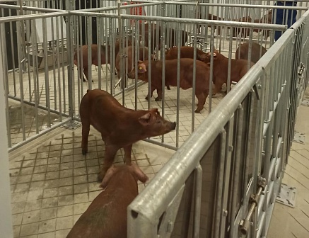 Свинокомплексы «Сибагро» в Тюмени и на Урале пополнились породистыми хрячками из Дании